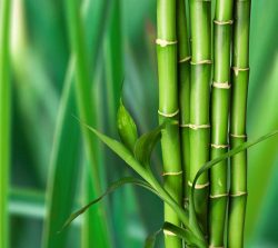 muchos-tallos-bambu